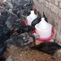 بوقلمون و نوچه|حیوانات مزرعه|ساوه, |دیوار