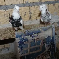 طوقی شادگان|پرنده|شادگان, |دیوار