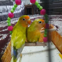 کوتوله برزیلی|پرنده|آباده, |دیوار