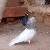 کبوتر رنگی|پرنده|تربت‌حیدریه, پائین ولایت|دیوار