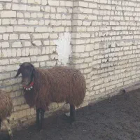 بره نر کشتاری