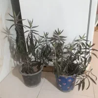 گلهای طبیعی سالم ودرحال رشد