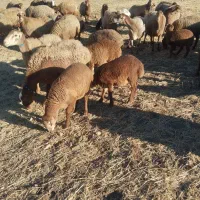 گوسفند ، میش و بره|حیوانات مزرعه|کرمانشاه, |دیوار