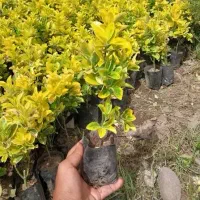 شمشاد طلایی وسبز