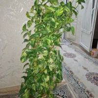گل پتوس ابلق