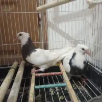 کبوتر