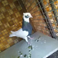 نر و ماده بهبونی و شهری