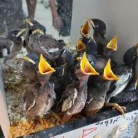 جوجه مینا