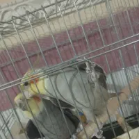 حیوانات|پرنده|الوند, |دیوار