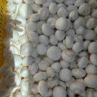 قارچ درجه یک