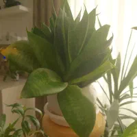 سانسوریا پاکوتاه