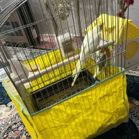 عروس هلندی|پرنده|زنجان, |دیوار