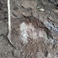 فروش کود ، خاک ، خاک برگ ،پوست بادام ، پوست برنج|خدمات باغبانی و درختکاری|رامسر, |دیوار