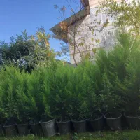 فروش لاوسون(کاج طلایی)