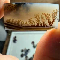 شجر قائن|جواهرات|قم, شهرک امام حسین|دیوار