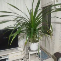 گل بسیار بزرگ زیبا گندمی اره ای