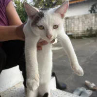 واگذاری گربه نر|گربه|بندر انزلی, قلم گوده|دیوار