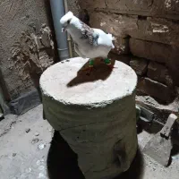 طوقی سرونج نر گرفتنی