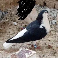 ۷عددکفتر ،نر وماده