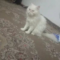 فورش فری