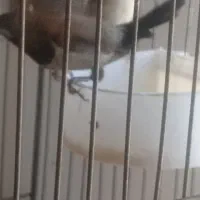 مرغ عشق پروانه ای، فنچ|پرنده|تبریز, |دیوار