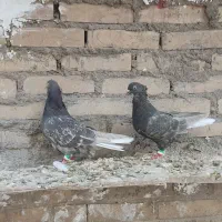 دوتا ماده کوهی دمسفید نسل پرتقالی دمسفید|پرنده|اهواز, کیان اباد|دیوار