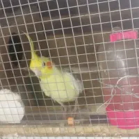 معاوظه عروس هلندی ماده لوتینو