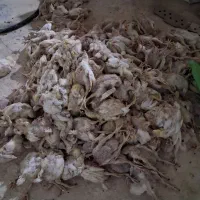 تلفات مرغ گوشتی