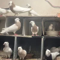 طوقی درجه یک بدونه قلط پاک پاک بهترین نسل