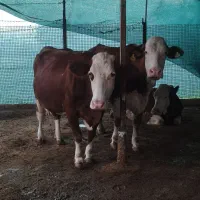 گاو سیمینتال شیری ابست|حیوانات مزرعه|بهشهر, |دیوار