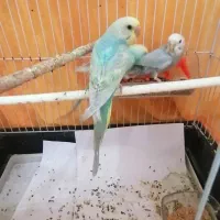 3تامرغ عشق جوجه دون خور