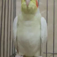 فروش یک جفت عروس هلندی نر و ماده|پرنده|کوهدشت, |دیوار