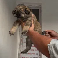 سرابی درشت|سگ|کرج, کمال‌شهر|دیوار