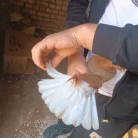 کبوتر دم سفید