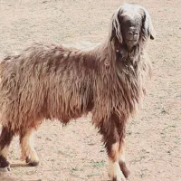 بره قوچ|حیوانات مزرعه|بهمن صغاد, |دیوار