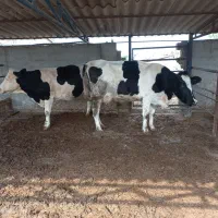 ۲راس گاوشکم اول گوساله دار