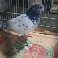 یک جفت نروماده بسیارزیباشازده سنکین