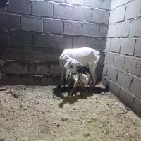 کهره جمولی|حیوانات مزرعه|قشم, |دیوار