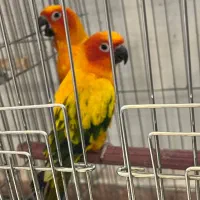 طوطی خورشیدی|پرنده|آمل, |دیوار