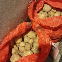 سیب زمینی زنجان