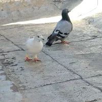 کبوتر پلاکی