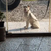 سگ پاکوتا معاوضه|سگ|قائم‌شهر, |دیوار