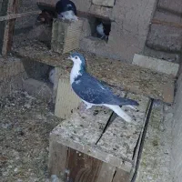 طوقی کلهای سرور دمسفید ساده|پرنده|سمنان, |دیوار