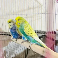 مرغ عشق انگلیسی