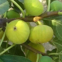 برترین نهال ها در غرب نهال ضمانتی|خدمات باغبانی و درختکاری|آبیک, |دیوار