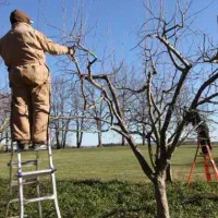 هرس کاری حرفه ای/هرس درختان/هرس