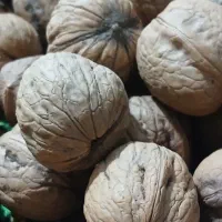 گردو خشک شده ملایر پرچرب پوست کاغذی|خوردنی و آشامیدنی|تهران, والفجر (افسریه)|دیوار