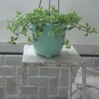 سطل دست دوم گلدان/زباله