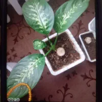 گل دیفن سرحال وشاداب