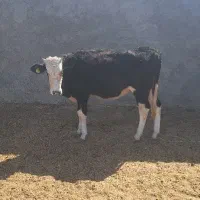 گاو .نوبر.تلیسه. گوساله ماده|حیوانات مزرعه|مرودشت, شهرک مهدیه|دیوار